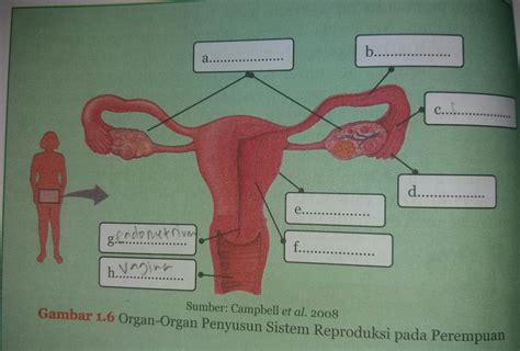 Gambar Organ Reproduksi Pada Perempuan - 54+ Koleksi Gambar