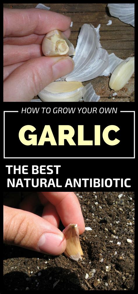 How To Grow Your Own Garlic - The Best Natural Antibiotic - Gardaholic.net