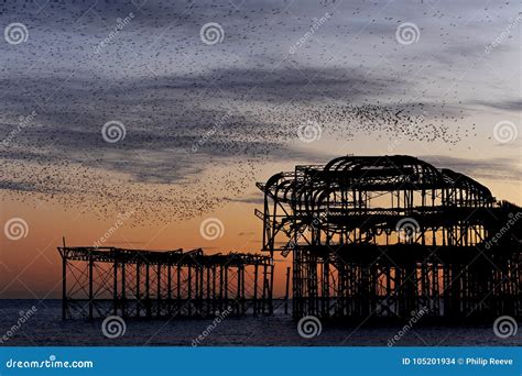 Murmuration Over the Ruins of Brighton`s West Pier on the South Coast ...