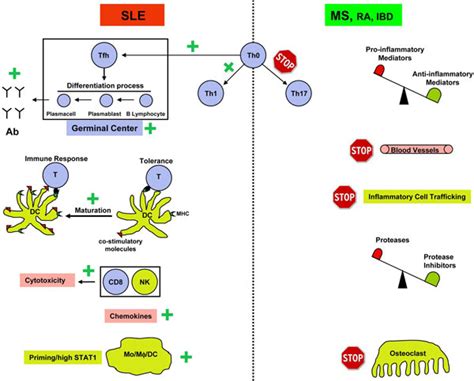 Context-dependent effects of type I interferons. In the context of... | Download Scientific Diagram