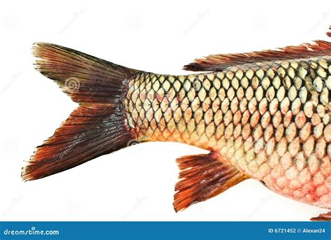 Fish Tail,carp Stock Photography - Image: 6721452