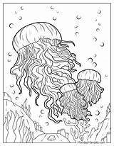 22 Jellyfish Coloring Pages Free PDF Printables sketch template