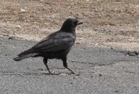 Crow Hunting Season Tips Regulations and Best Practices