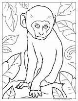 26 Monkey Coloring Pages Free PDF Printables sketch template