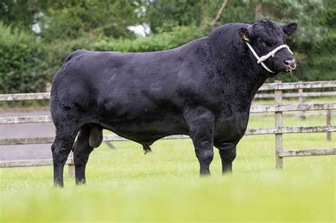 aberdeen angus – Liberal Dictionary