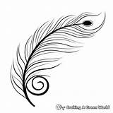Peacock Feather Coloring Pages  Free & Printable sketch template