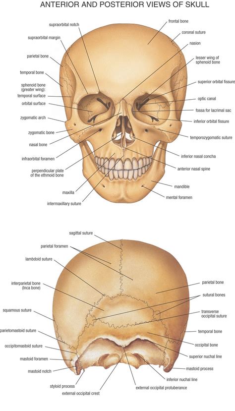 Blog for those, who want to learn the truth!: Human Biology