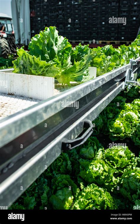 Tractor with production line for harvest lettuce automatically. Lettuce ...