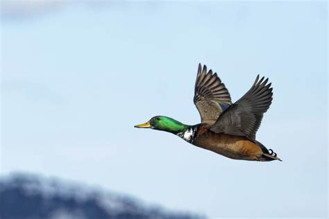 Mallard Duck in Flight - Free Stock Photo by Geoffrey Whiteway on ...