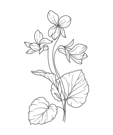 Violet flower Line Art. Violet flower outline Illustration. February ...