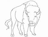Bison Face Coloring Pages sketch template