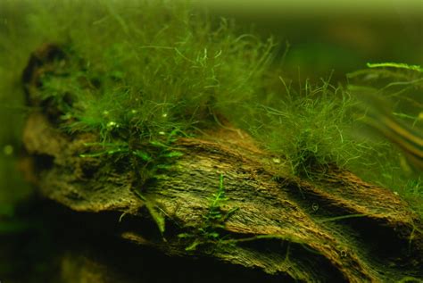 13 Popular Types of Aquarium Algae (Causes & How to Get Rid of Them)