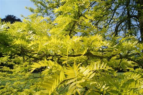 Sunburst thornless Honey Locust - Gleditsia triacanthos inermis Sunburst