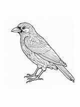 Crow coloring Page sketch template