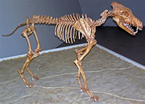 TIL Dire wolves' extinction has been related to their inability to compete for prey against ...