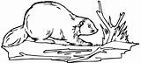 Beaver Coloring Pages  Best For Kids sketch template