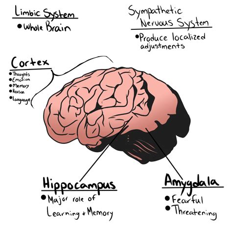 How Trauma Affects the Brain – Arvada Argos