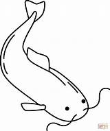 Catfish Coloring Printable Drawing Clipart Pages Fish Cartoon Cliparts  sketch template