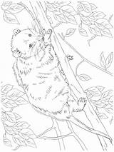 Opossum With Cubs coloring page sketch template