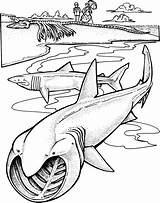 Big Shark Coloring Page Pages sketch template