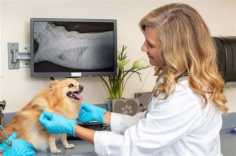 X-Rays for Dogs - What to Expect | Thomasville Vet