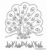 50  Peacock Coloring Pages Free Printable PDF JPG PNG & Online sketch template