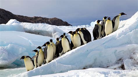 Fascinating facts about emperor penguins – Woods Hole Oceanographic ...