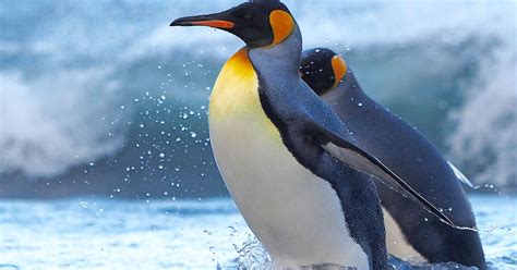 King penguins – Australian Antarctic Program