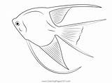 Angel Fish White Coloring Page  Fish Outline Drawings sketch template