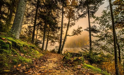 Wallpaper : forest, trail, trees, grass, HDR 2560x1565 - wallhaven - 993470 - HD Wallpapers ...