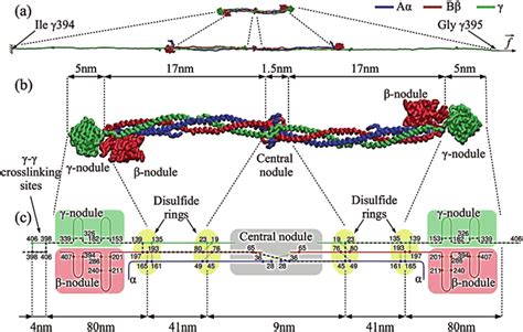 9 Unfolding of fibrin(ogen). A schematic representation of the... | Download Scientific Diagram