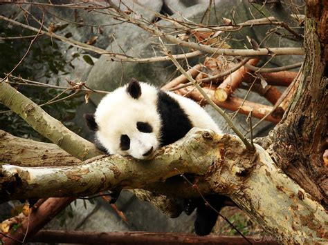 Little Panda | A little panda sleeping over a tree in the Ch… | Flickr