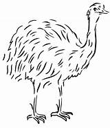 Emu Coloring Pages  Free Printable For Kids sketch template