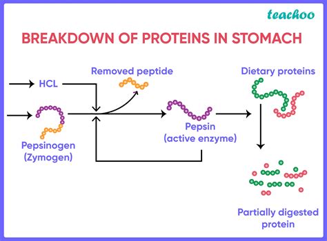 Pepsin Enzyme Stomach