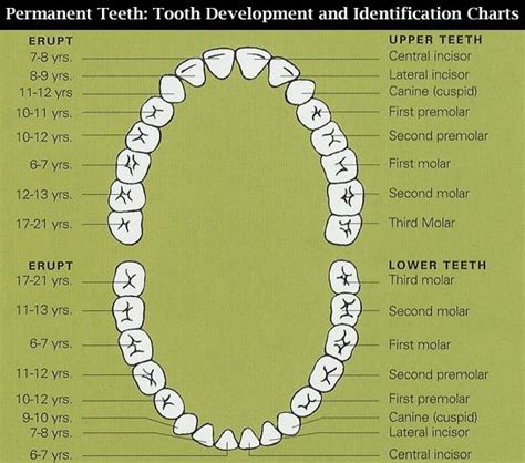 Teeth Chart - Dental Chart - Tooth Chart - Permanent Teeth Diagram - Teeth Development - Teeth ...