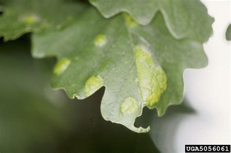 oak leaf blister (Taphrina caerulescens)