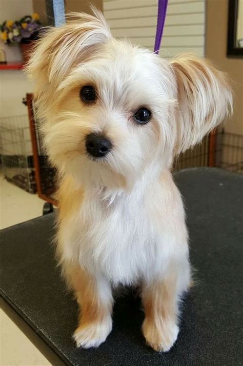 Mylas Haircuts | Dog haircuts, Morkie haircuts, Morkie puppies