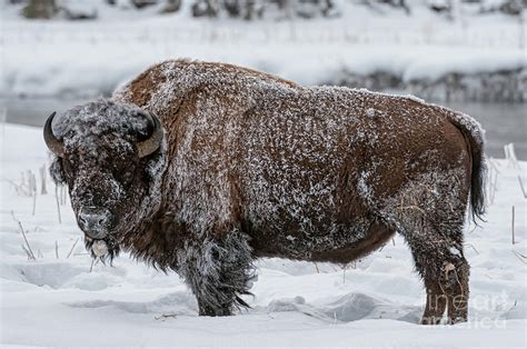 Yellowstone Bison in Winter Photograph by Tibor Vari - Fine Art America