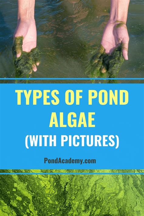 Most Common Types Of Pond Algae (With Pictures) | Pond algae, Fish ponds backyard, Water pond