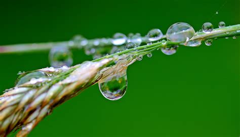 Petaled Flowers With Dew Drops on Close Up Photography · Free Stock Photo