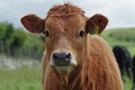 600+ Best Cow Names For Your Cattle