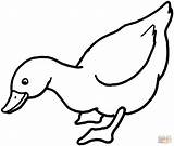 Dibujo De Pato Para Colorear  Dibujos Imprimir Gratis sketch template