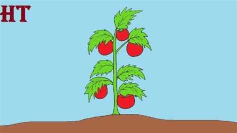 How to draw a Tomato Plant Step by Step | Vegetable drawing, Easy ...