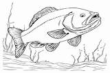Bass Fish Coloring sketch template