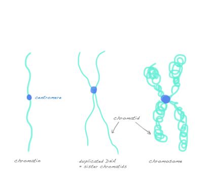 difference chromosome chromatid chromatin | Teaching biology, Biology classroom, Biology worksheet