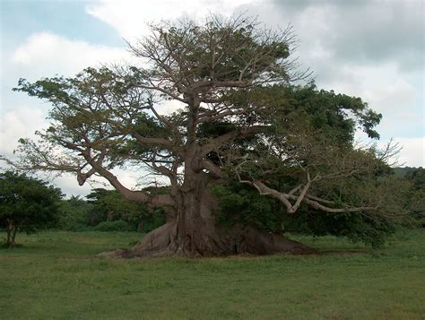 Ceiba - Árbol sagrado maya