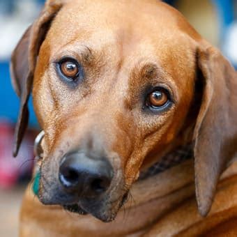 Causes & Symptoms of Vestibular Disease in Dogs | Carolina Veterinary ...