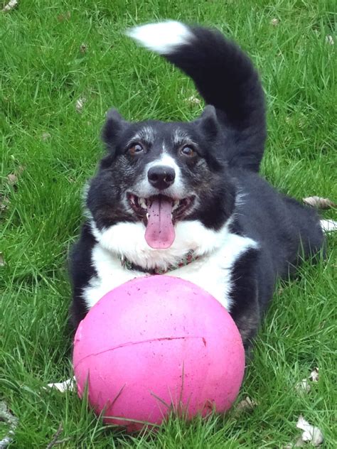 Cardigan Welsh Corgi - Training Course on Cardigan Welsh Corgi