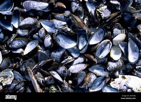 Empty sea shells on beach in Denmark Stock Photo - Alamy