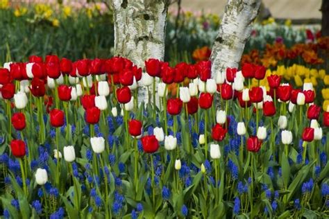 142 best Red White & Blue Flowers images on Pinterest | 2018 year ...